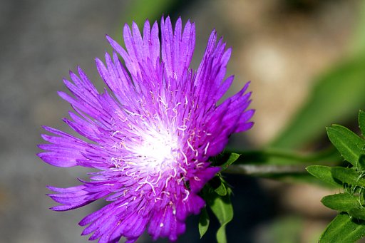 Canon EF100-300mmF5.6L
