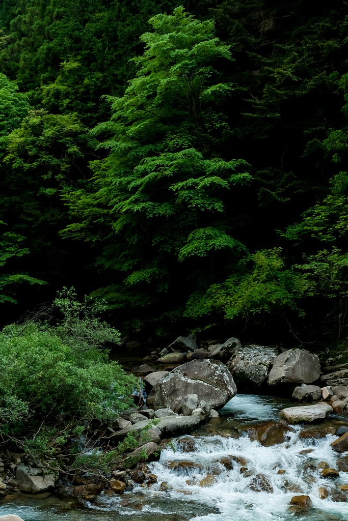緑濃く