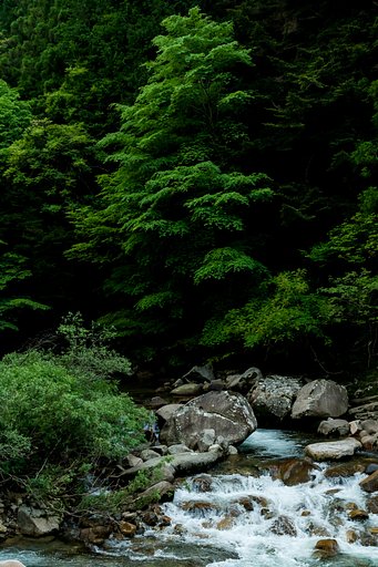 緑濃く
