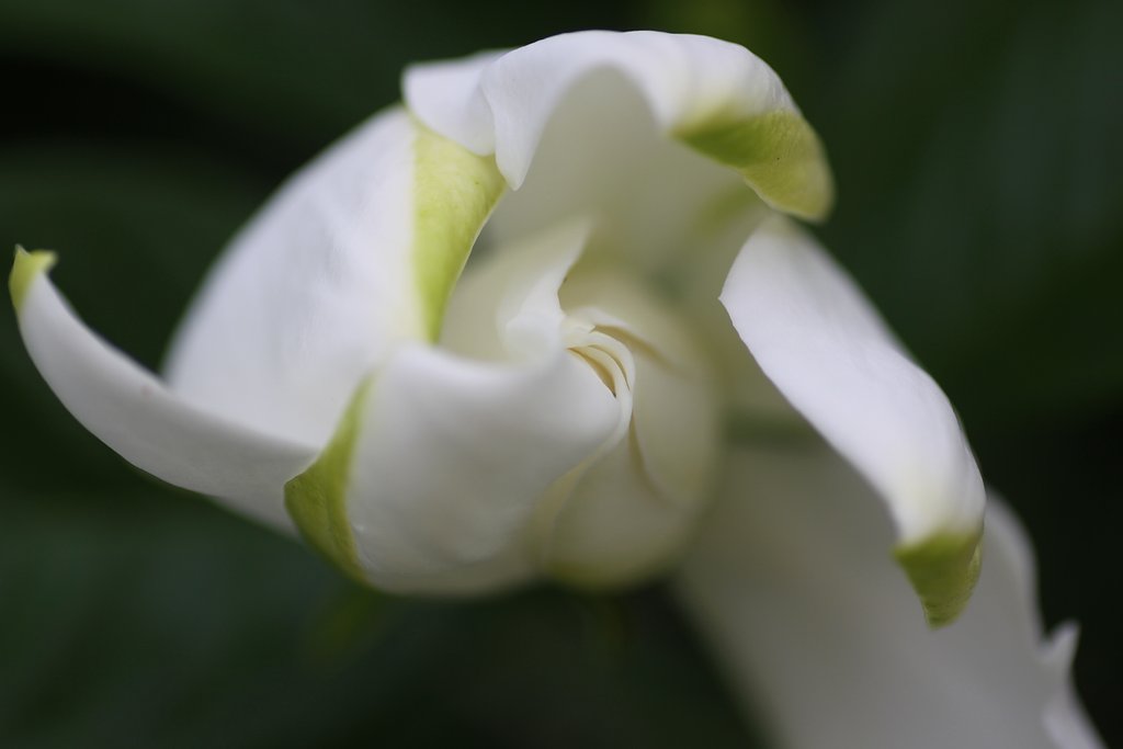 Tamron 90mm f2.8 macro 172E