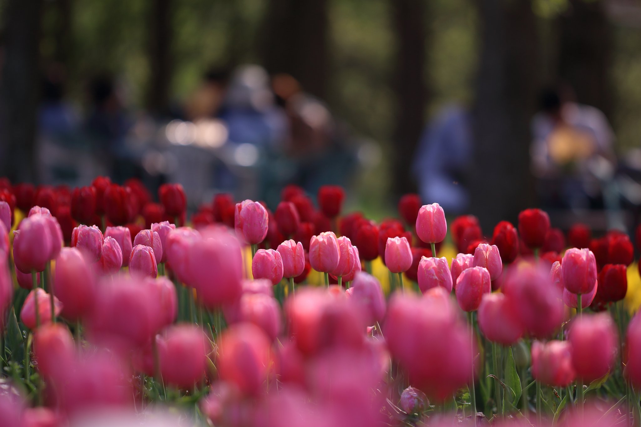 視覚情報の最適化