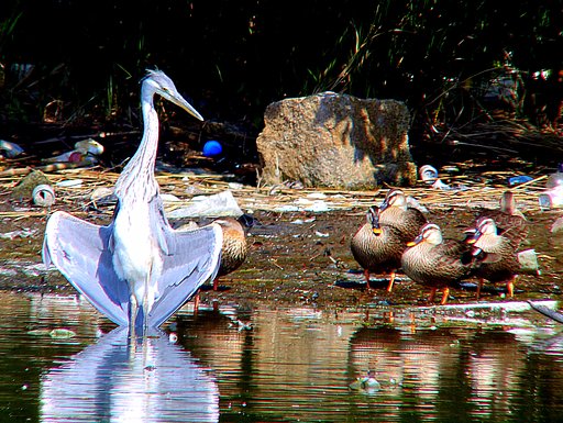 【野鳥のいる風景】遠いアオサギとカルガモ