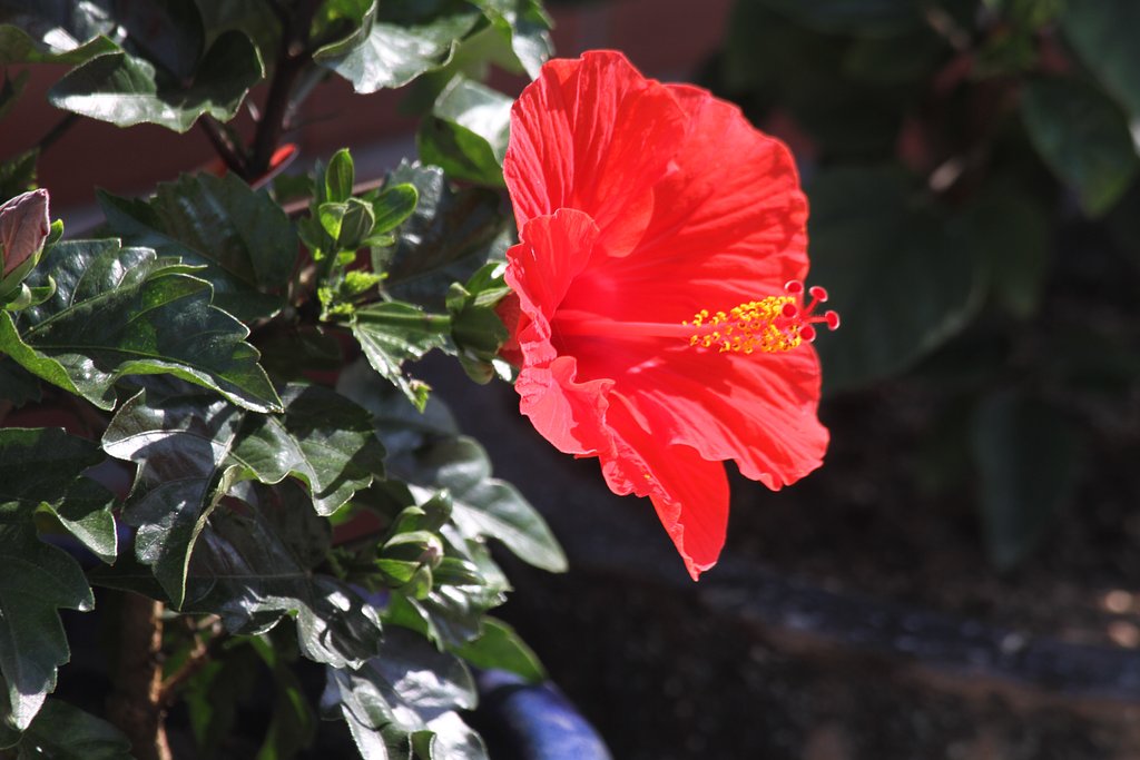 Canon EF100-300mmF5.6L