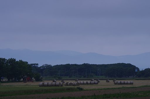 早朝の牧場