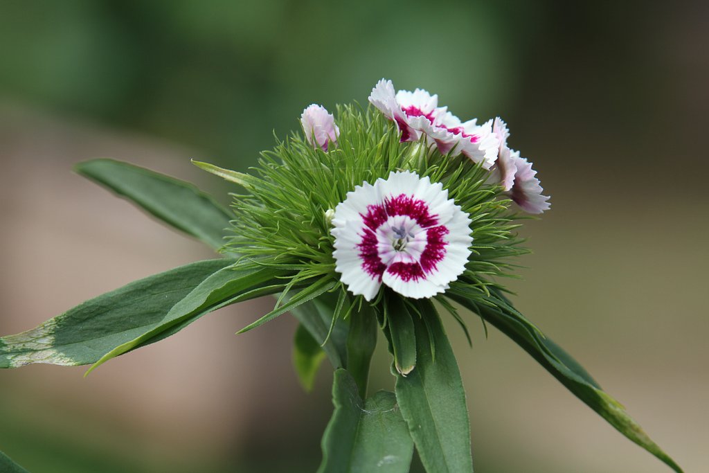 Tamron AF 28-300mm-F3.5-6.3 XRDiVC　MACRO　(A20)