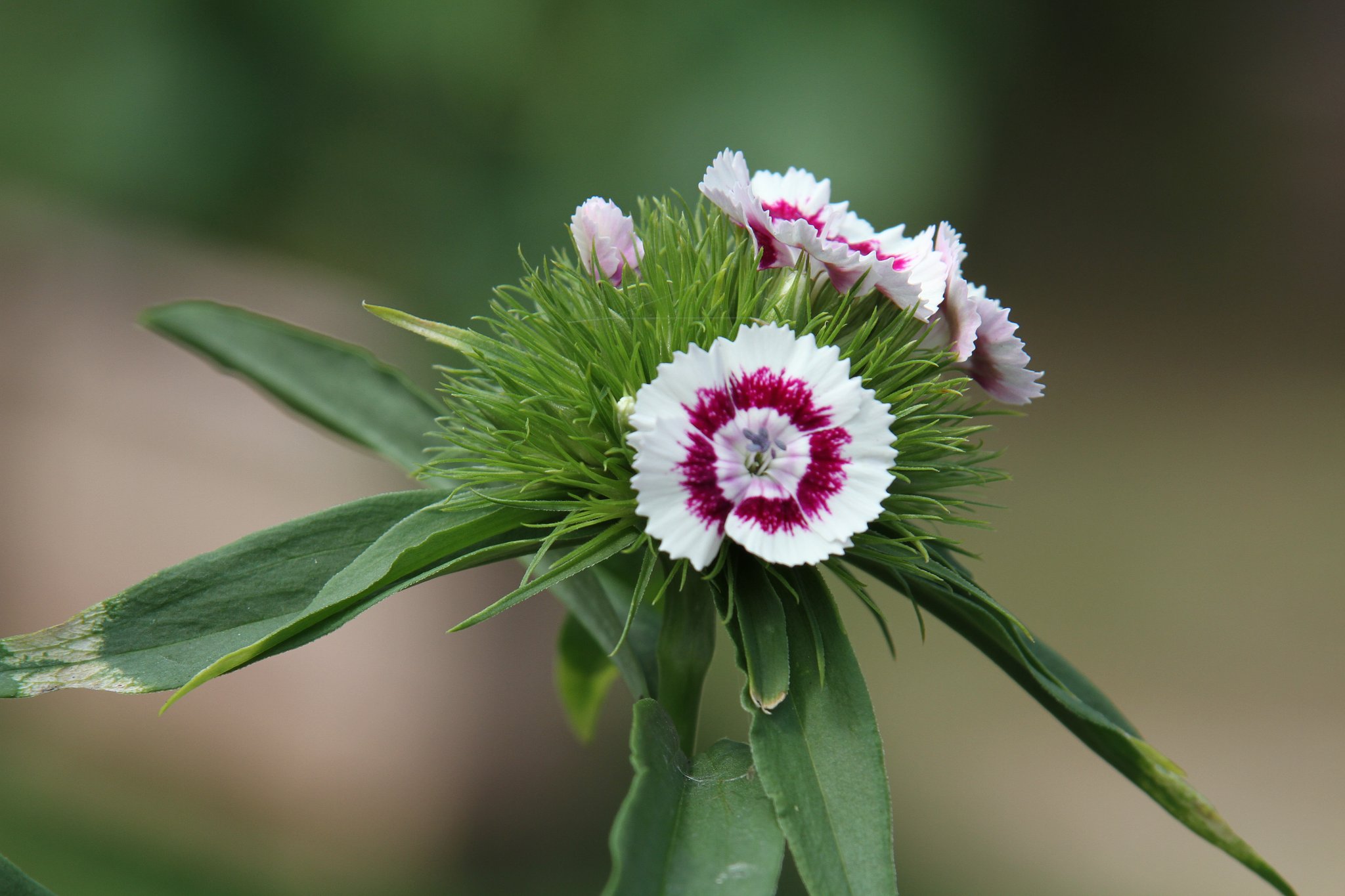 Tamron AF 28-300mm-F3.5-6.3 XRDiVC　MACRO　(A20)