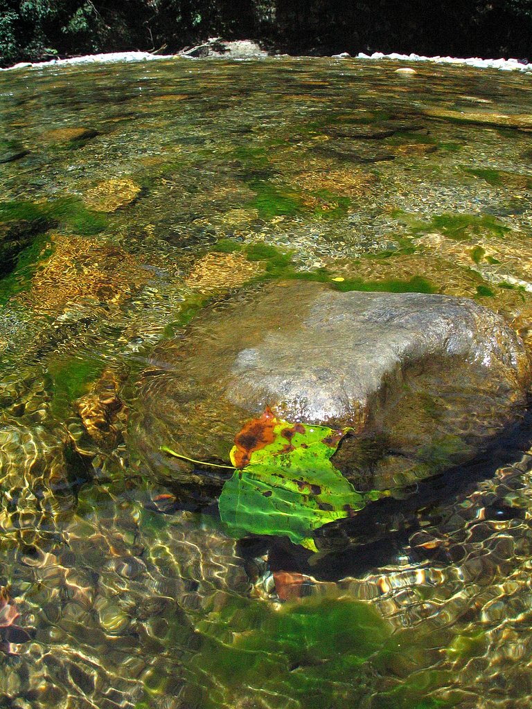 清流の忘れ物