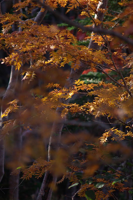 今年初・・・紅葉いってきました