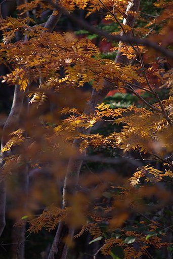 今年初・・・紅葉いってきました