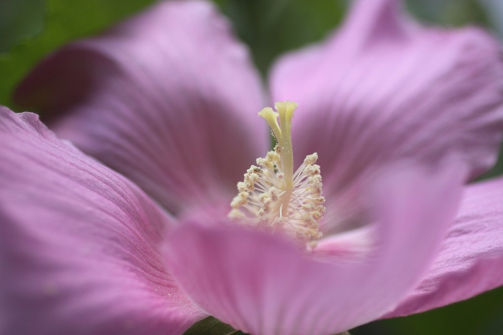EF50mm f2.5 Compact Macro