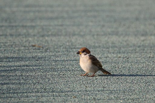 スズメ幼鳥に遭遇
