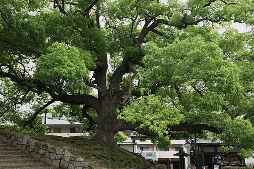 青蓮院、大クスノキ