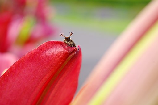 立派な角を持った虫