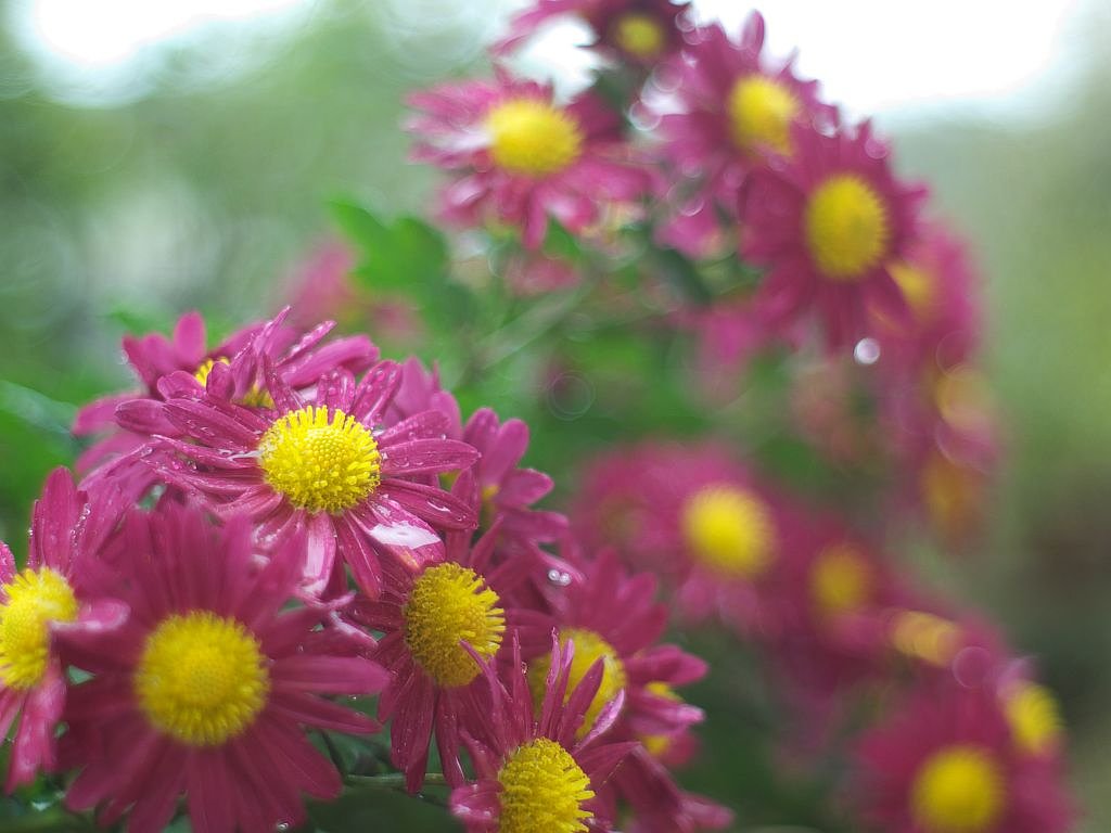 菊の花