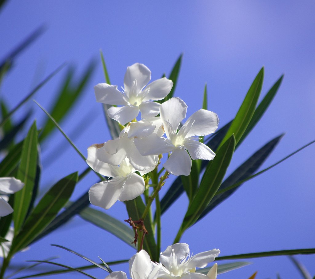 夏の花