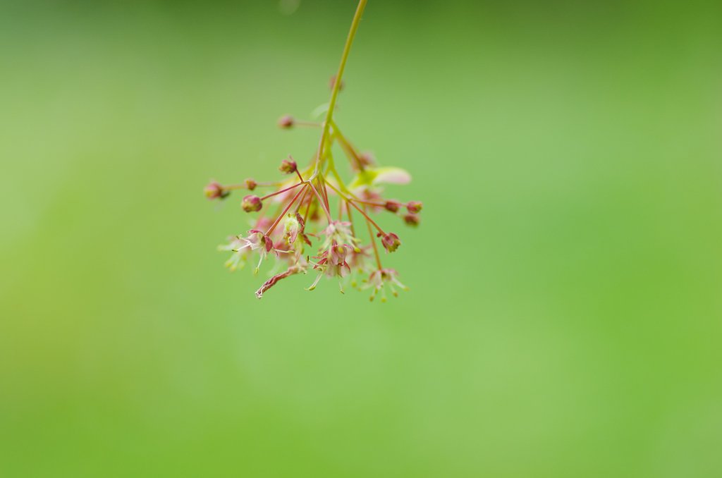 線香花火のように