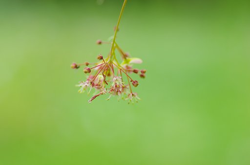 線香花火のように