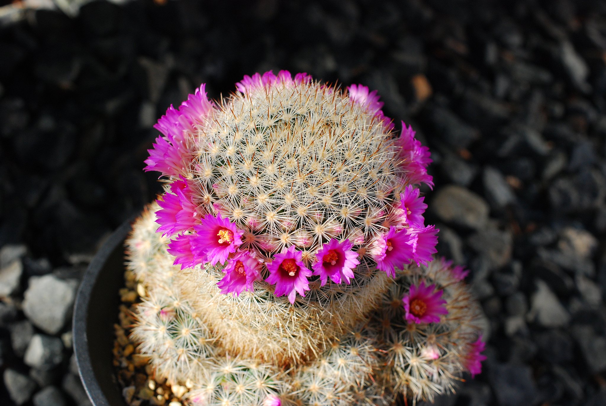 マミラリア　サブタクタ
