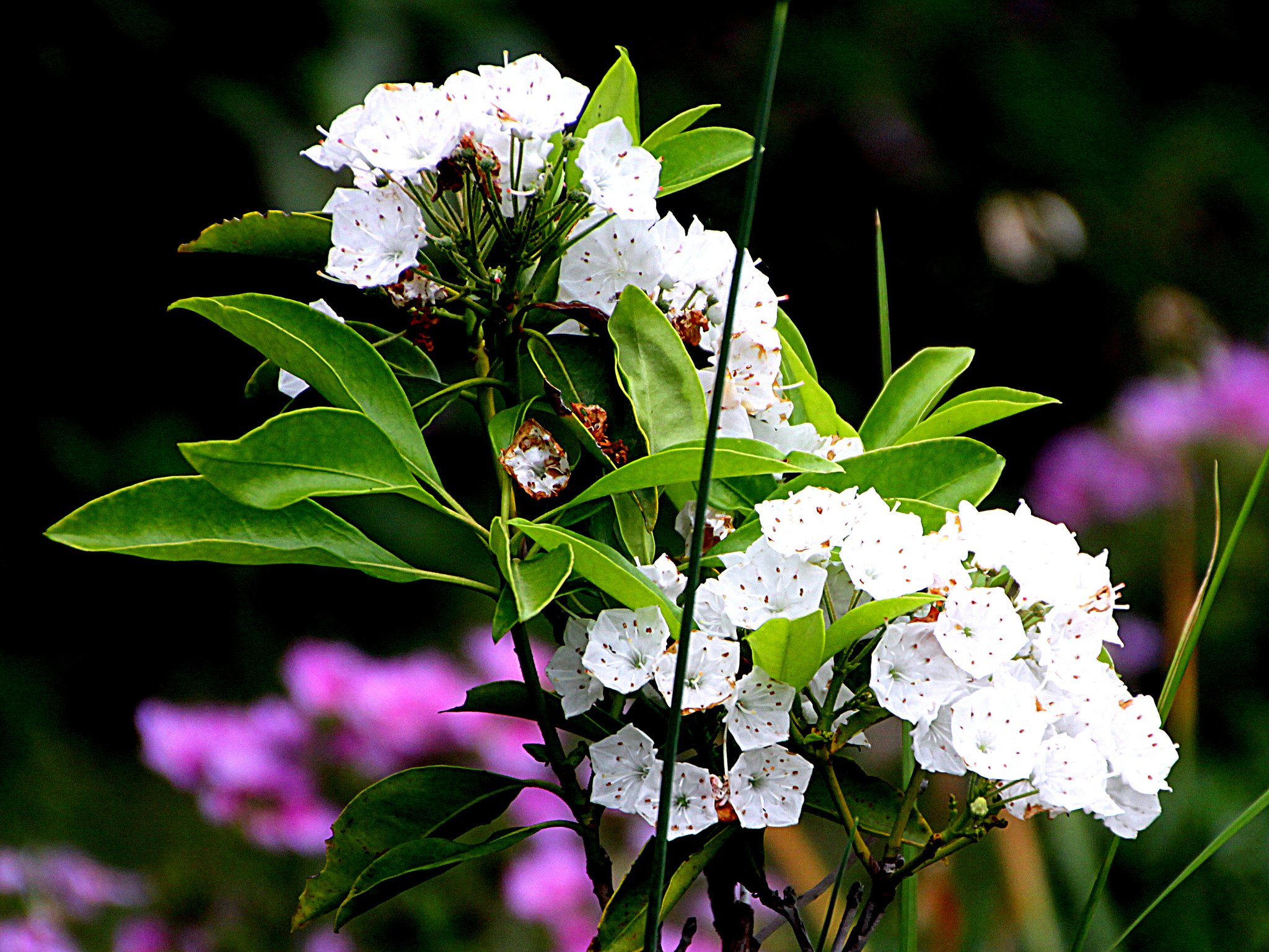 Tamron  18-300mm-F3.5-6.3