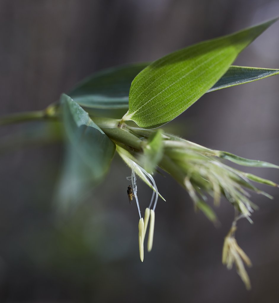 竹の花