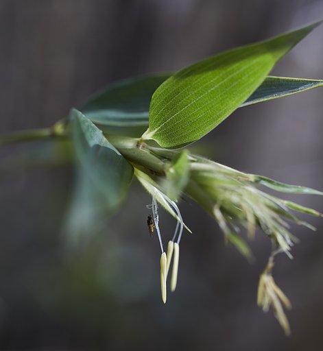 竹の花
