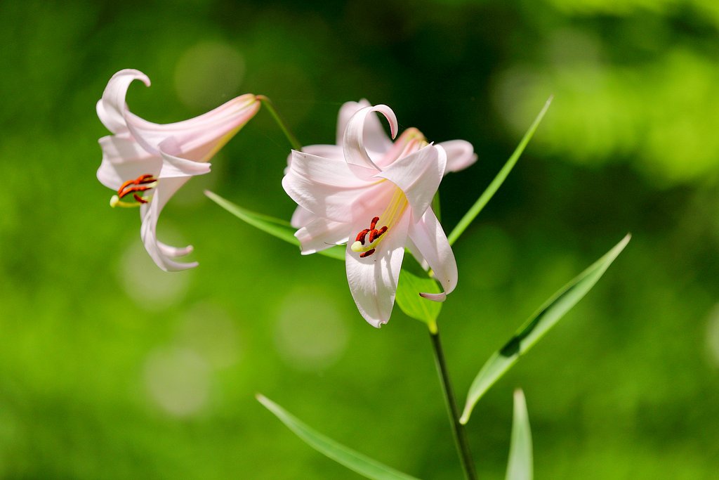 ピンク系の花