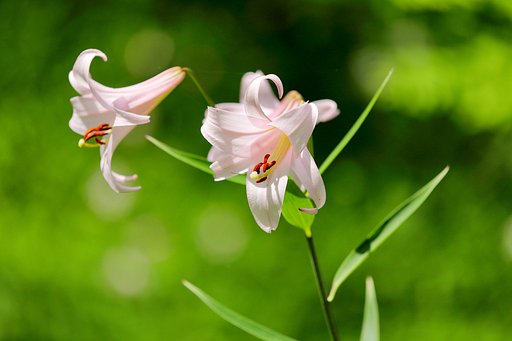 ピンク系の花