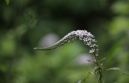 オカトラノオ