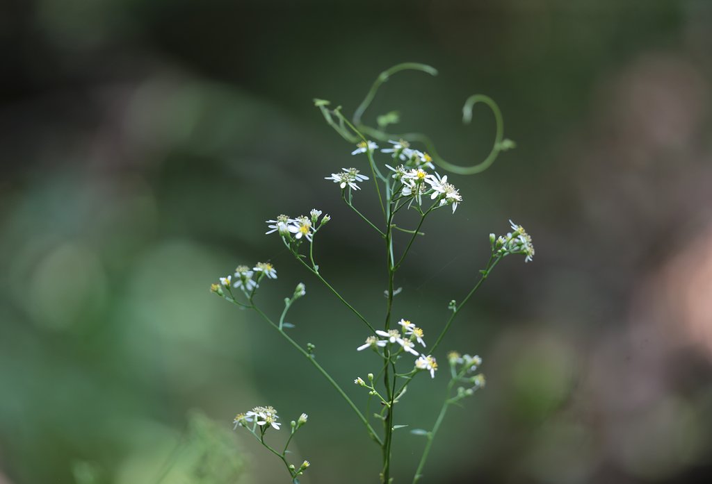 秋の野菊