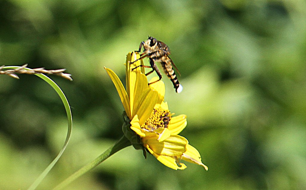 Tamron  28-300mm-F3.5-6.3【IF】Macro  A20