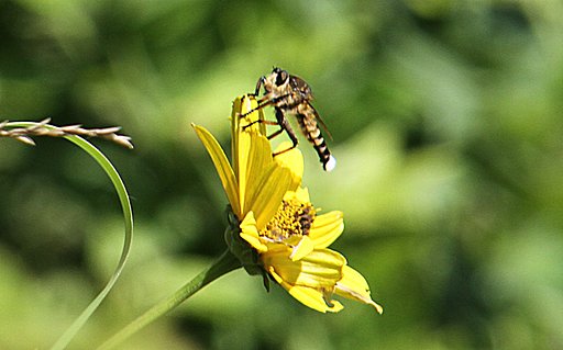 Tamron  28-300mm-F3.5-6.3【IF】Macro  A20