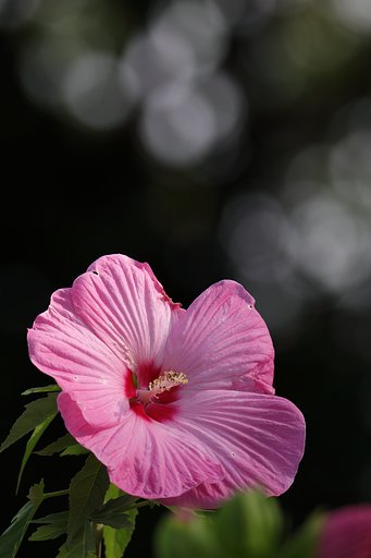 たまには花を