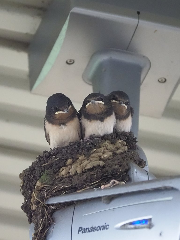 カメラの上で、はいポーズ！