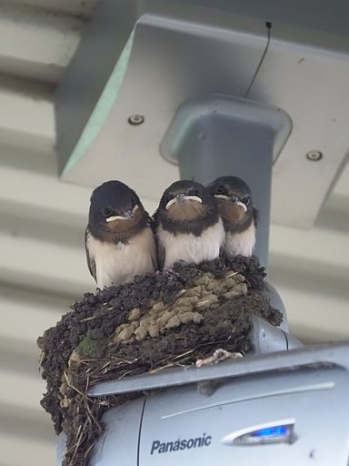 カメラの上で、はいポーズ！