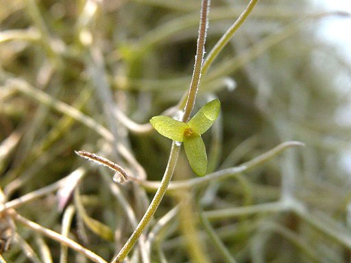 ウスネオイデス　花