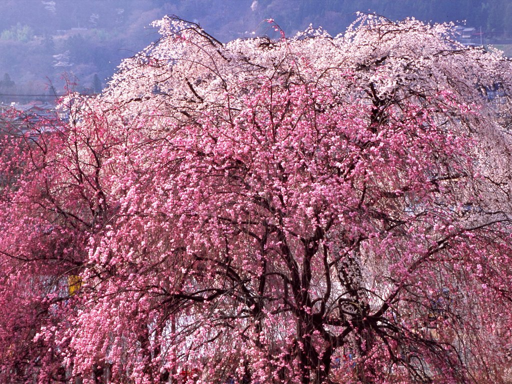 山里の桜