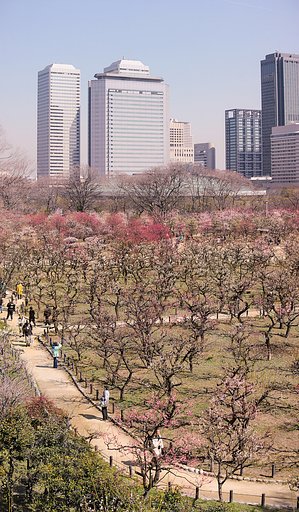 【いっぱい】大阪城梅林photos