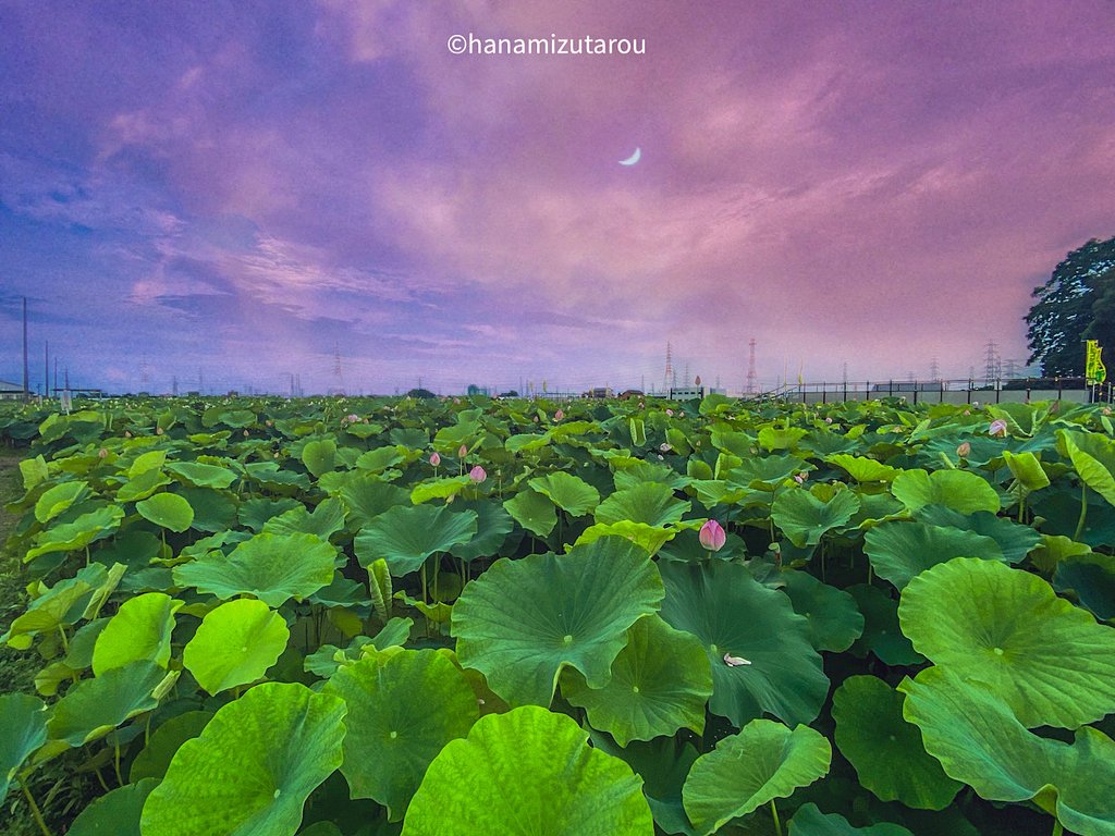 【夏】花はす田の夕景