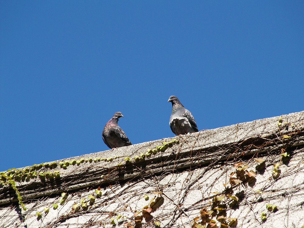 夫婦鳩？