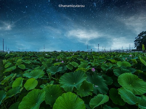 【夏】夜の花はす田