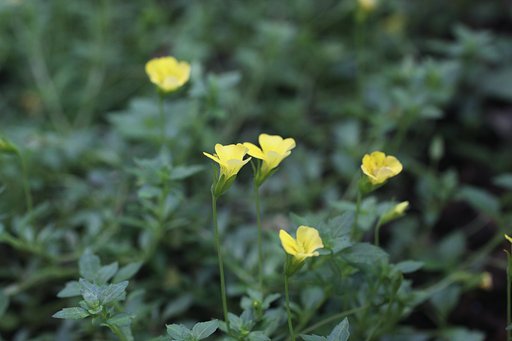 Tamron 90mm f2.8 macro 172E