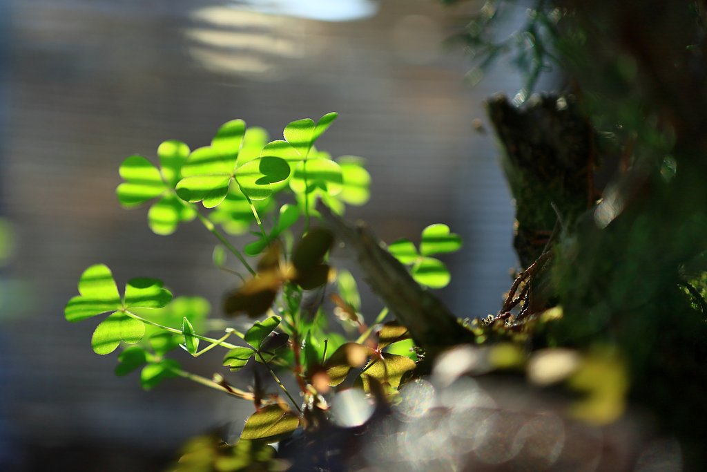 木陰