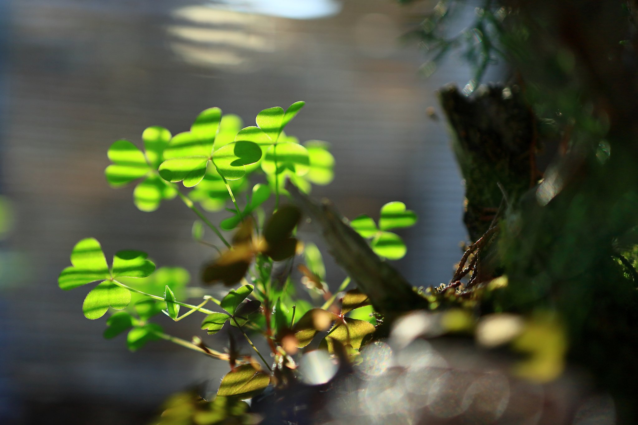 木陰