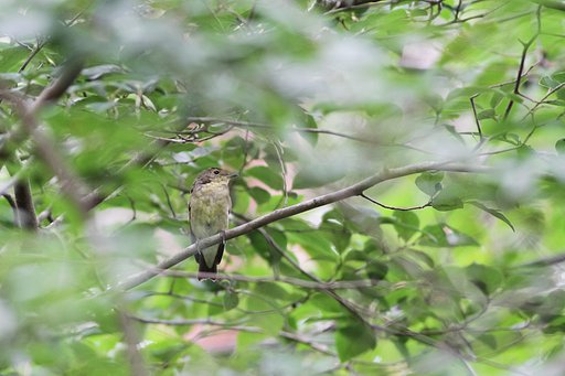 野鳥秋の陣
