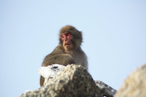 サル