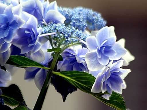 紫陽花UP