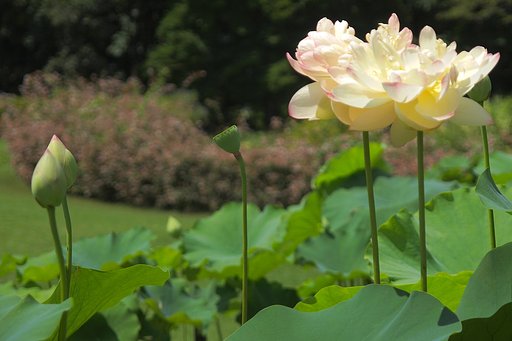 夏、大輪とはにかみ
