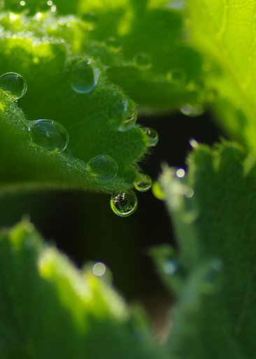 朝の雫