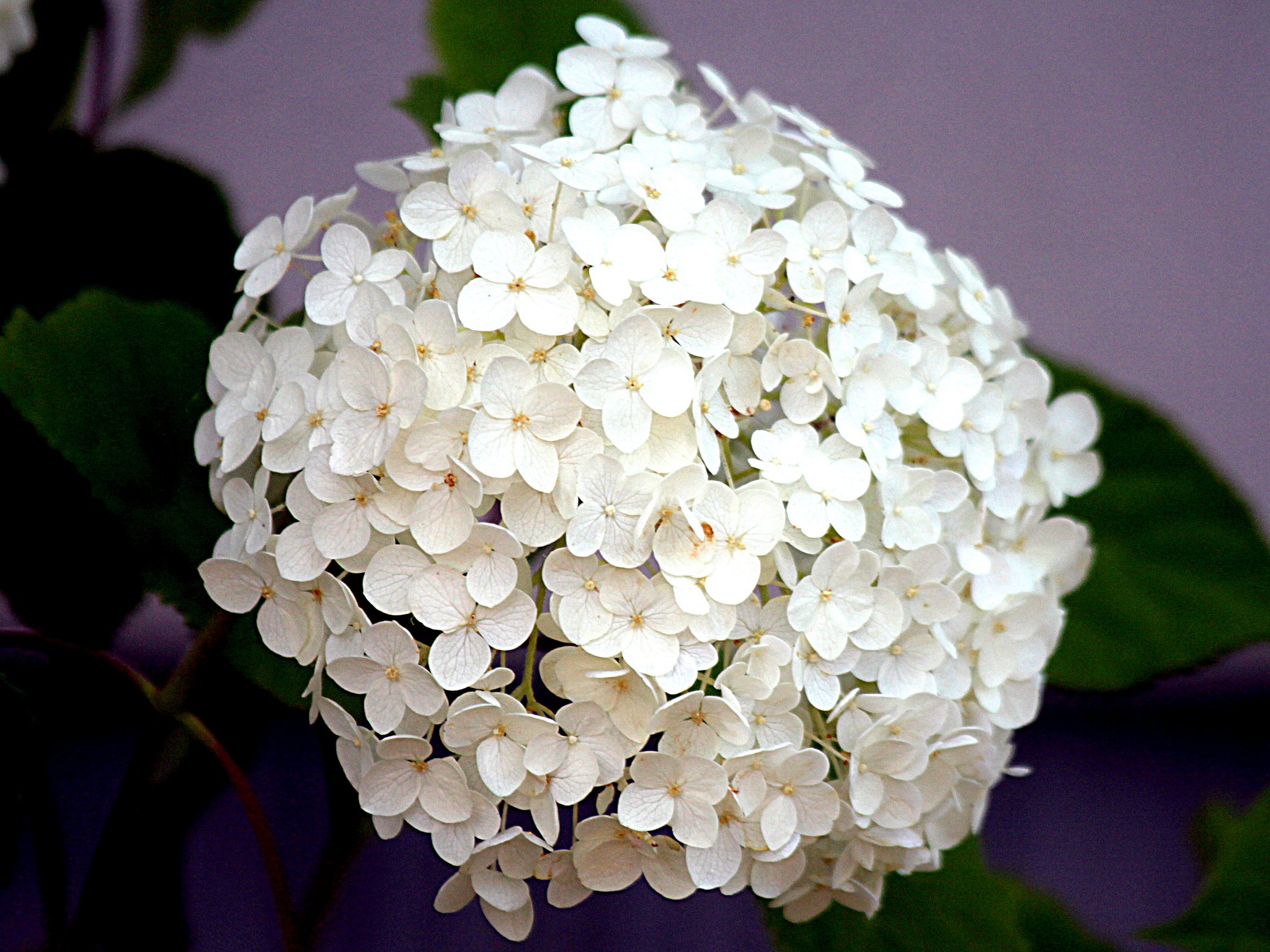 紫陽花