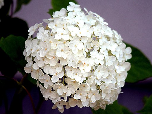 紫陽花